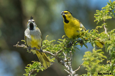 CARDENAL AMARILLO (Gubernatrix cristata)  - Esteros del Iberá - ARGENTINA (Noviembre 2017)